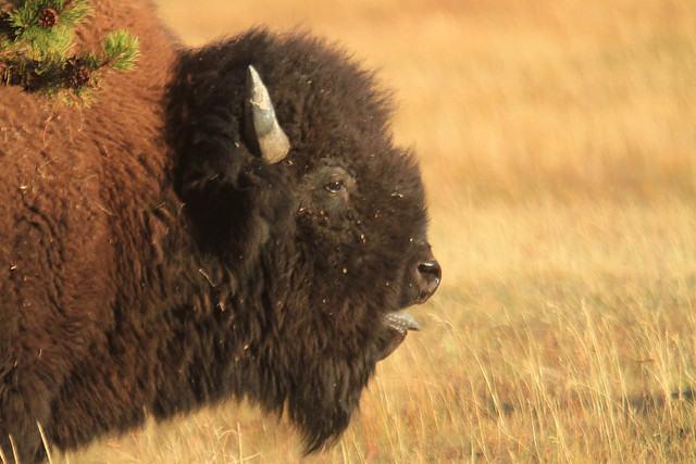 Yellowstone National Park Bull Bison 2018