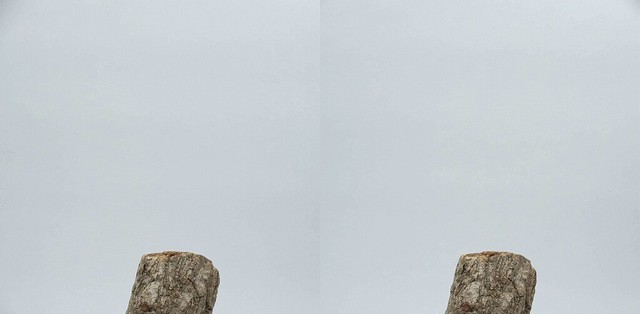 Psacothea hilaris taking off, stereo cross view, gif animation