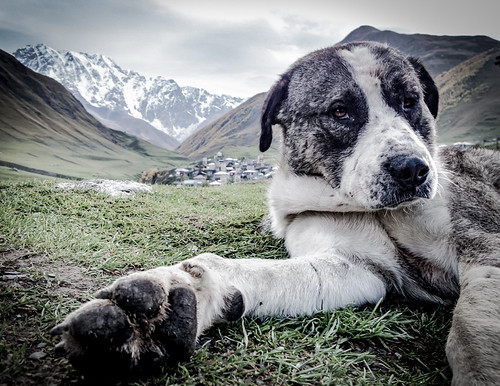 SAM_0790 by otake photo, Ushguli, North Svaneti, Georgiadog mountain svaneti georgia ushguli უშგული caucasus