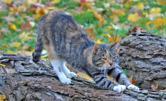 Stretching... 🐈 Autumn cats -series.