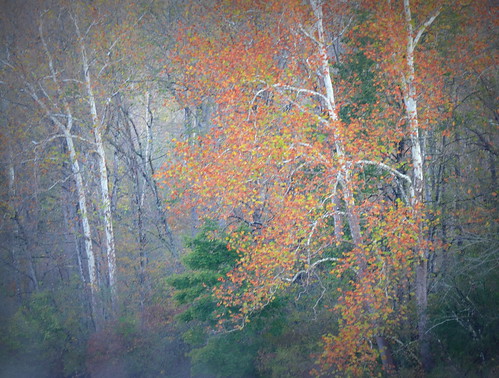 birch fall autumn canada new york ny fog mist impressionistic adirondack adk art pointillistic artistic fractal