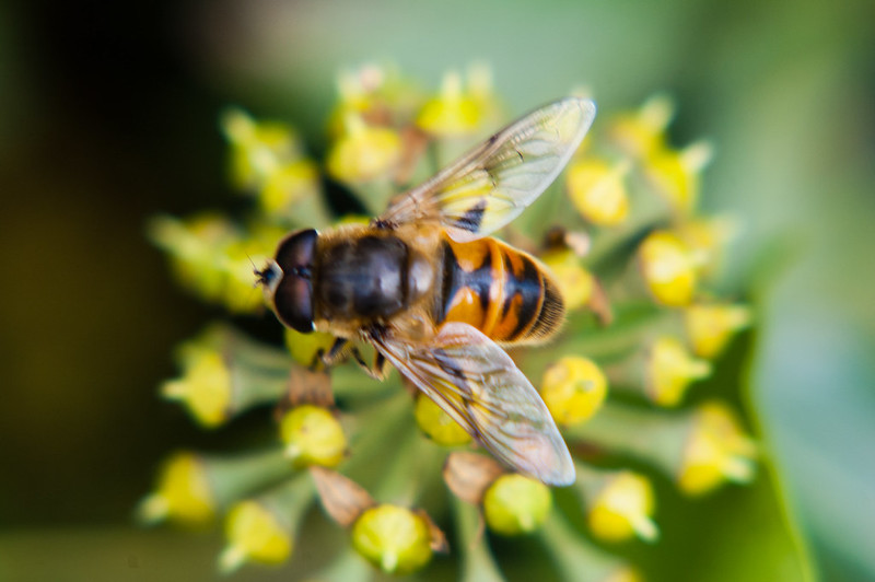 Ivy flower with visiting hoverfly