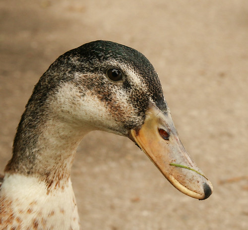 IMG_5892 | by EOS 400D