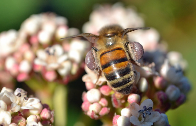 honey bee on Viburnum davidii - further picture