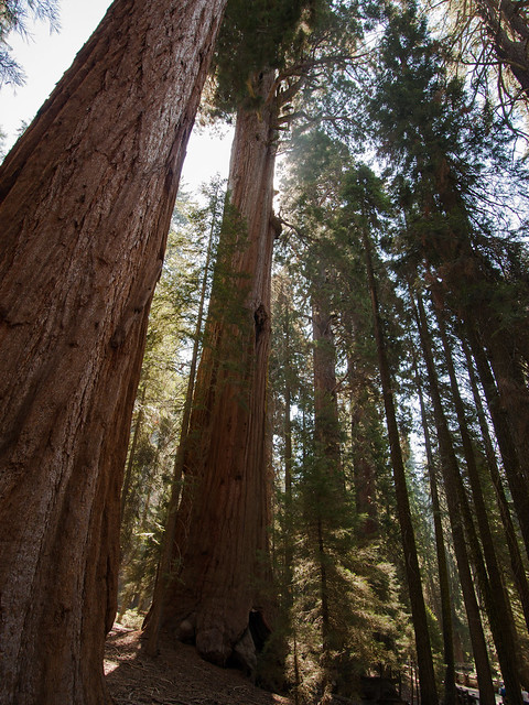 Inside Sequoia National Park