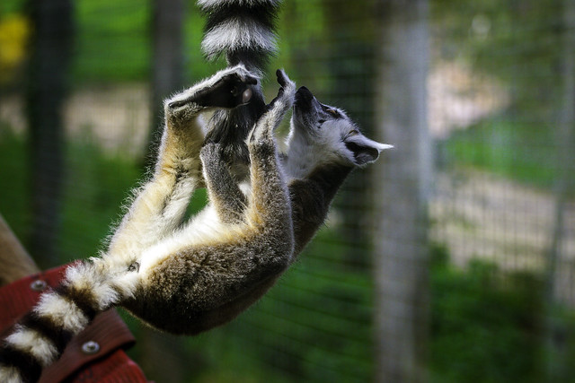 Lemur yanking your tail