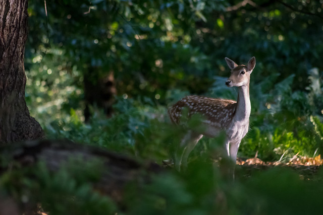 Fallow Deer in the forest