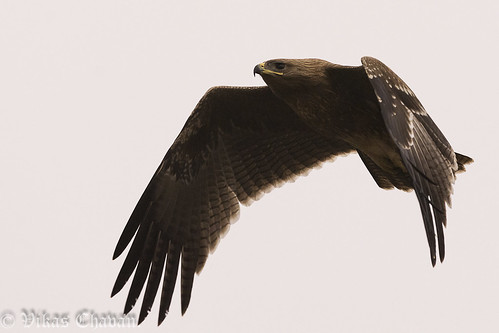 indianspottedeagle clangahastata nikond7100 afsnikkor300mmf4difed