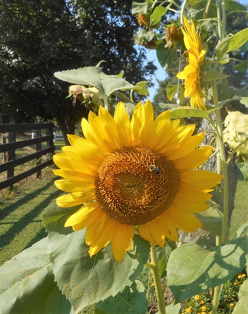 sunflower with bees