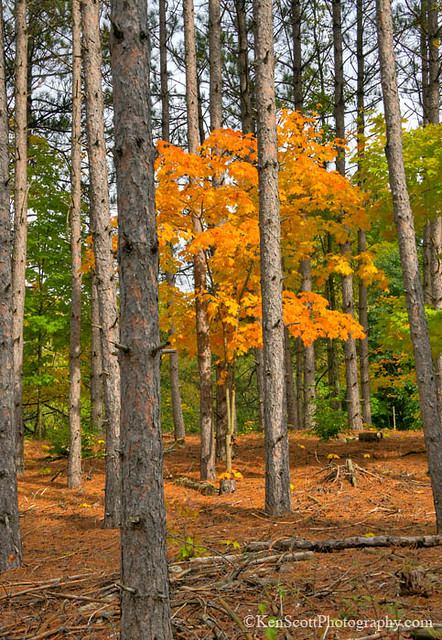 Color Tour ... maple in the pines