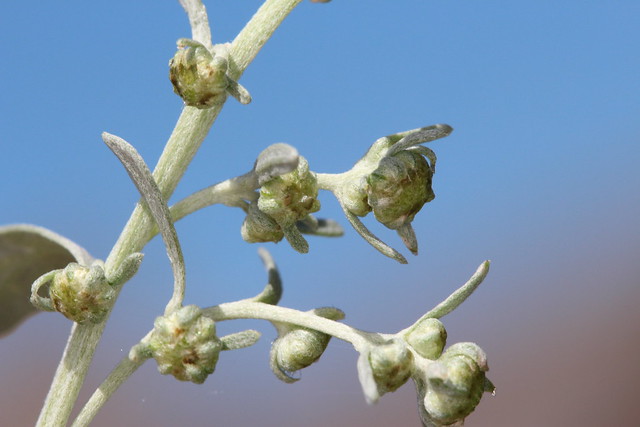 Artemisia absinthium, l'armoise absinthe.