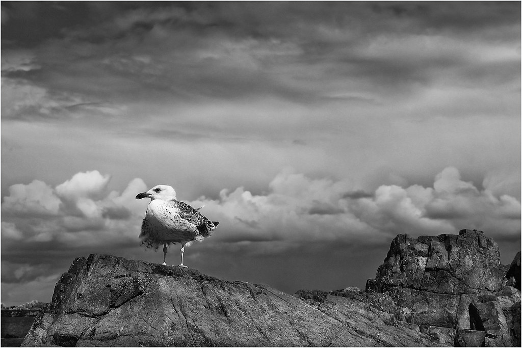 Seagull  - Brittany