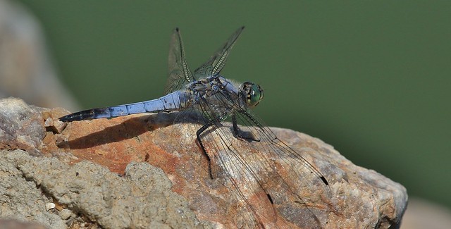 Black-tailed Skimmer Dragonfly     (Orthetrum cancellatum)