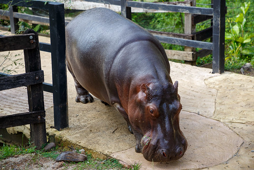 antioquia colombia co haciendanápoles zoo animals vanessa hippo