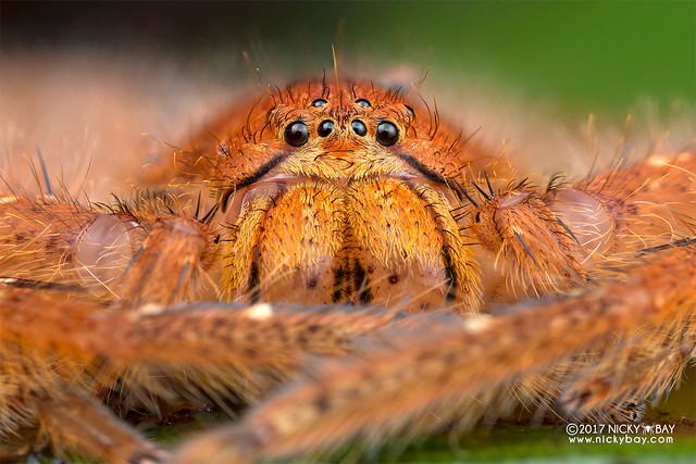Huntsman spider (Heteropoda davidbowie) - DSC_4747