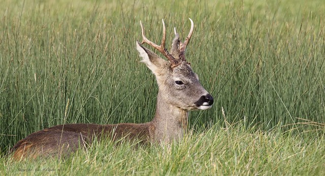 Roebuck, Deer  (Explored #29)