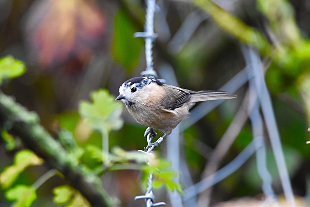 White browed willow tit