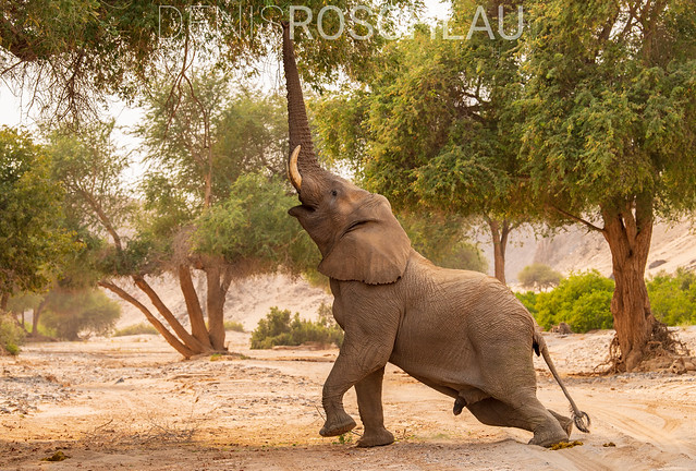 Hoanib Desert Elephant Bull stretching
