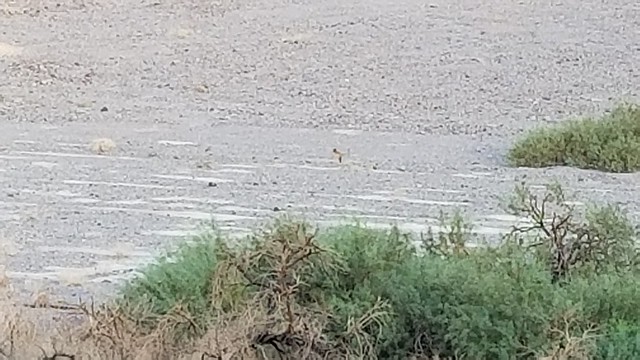 20180923_073234 a Coyote on the desert floor