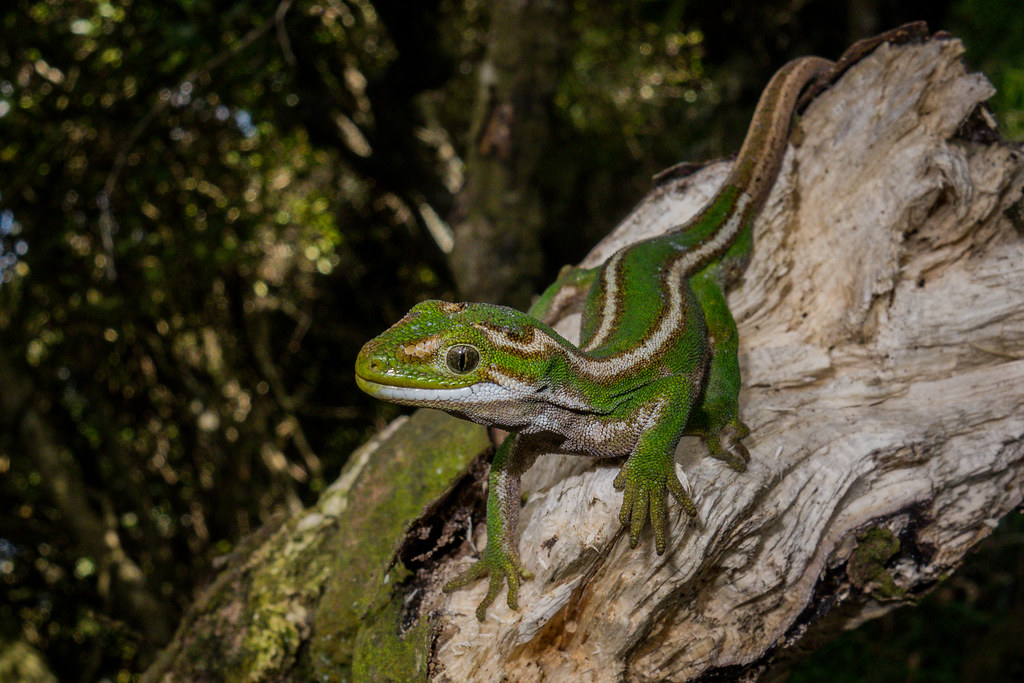 Jewelled gecko (Naultinus gemmeus)