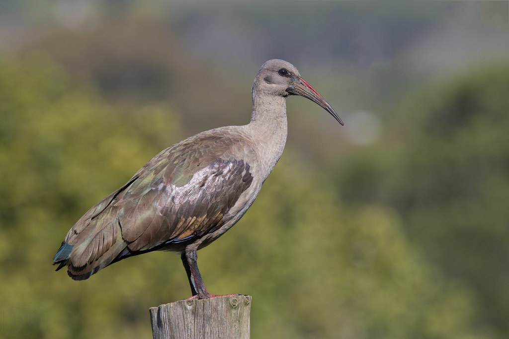 Hade Da Hadeda Ibis (Bostrychia hagedash) | Must be one of the South… | Flickr