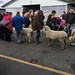Rhinebeck- aka NY Sheep and Wool- 2018