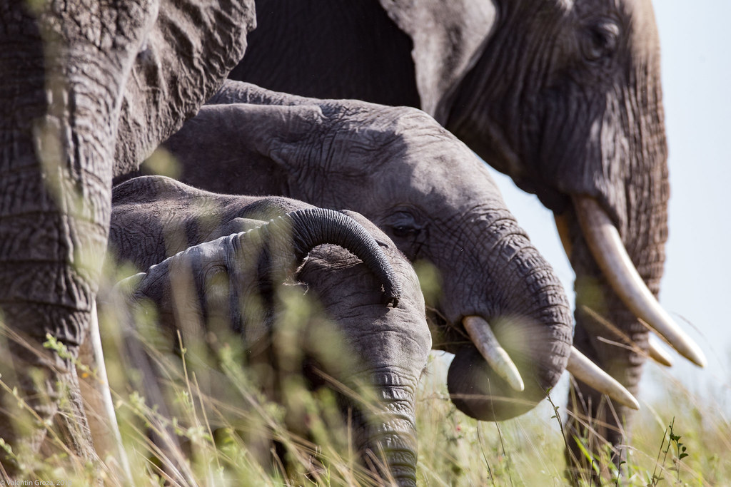 Serengeti_17sep18_03_generatii de elefanti2