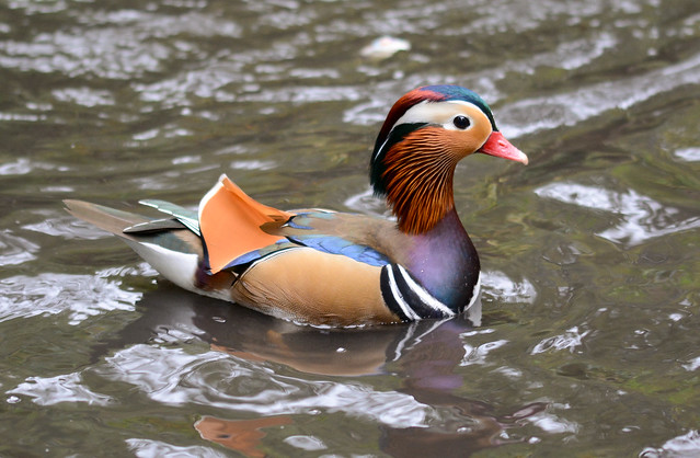 Mandarin duck/male.