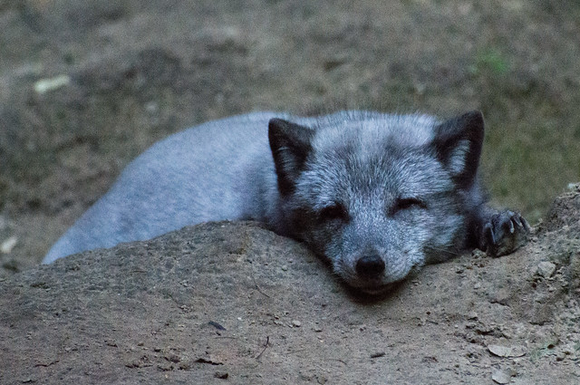 Poolvos - Arctic fox