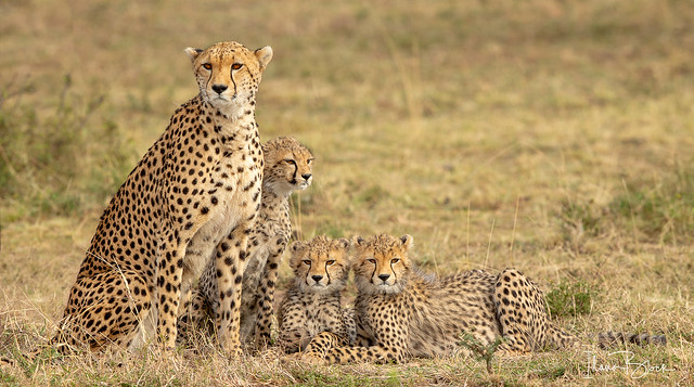 Maasai Mara Cheetah and cubs!