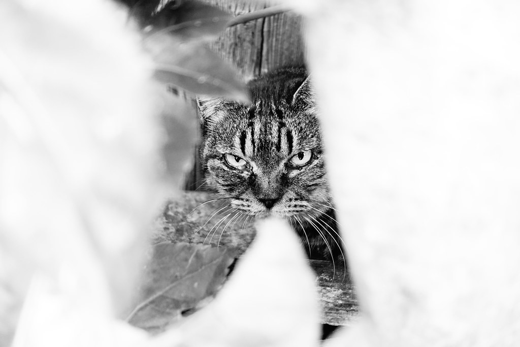 Today's Cat@2018-10-30 | masatsu | Flickr