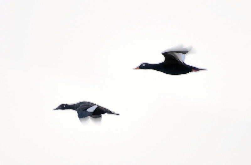 20180528-219F | Samtenten (Melanitta fusca) auf Stora Karlsö. Die Samtentenweibchen fliegen am Abend und Morgen in kleinen Gruppen laut rufend über die Insel. Gotland/Schweden, 28.05.2018