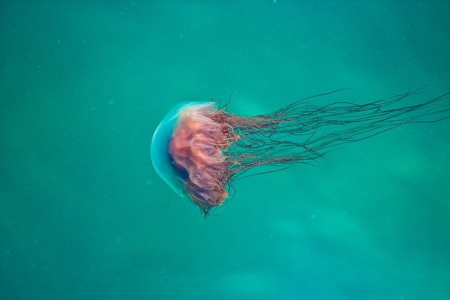 #PicOfTheDay Lonely jellyfish
