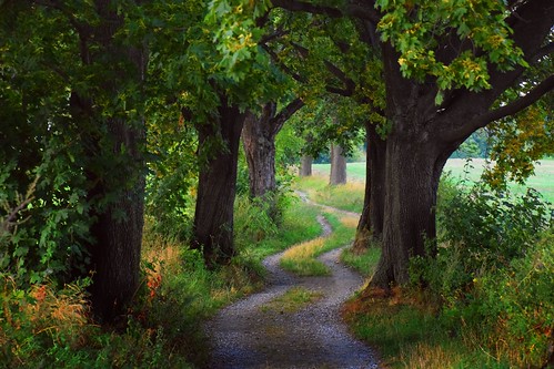 javornik path road sandy trees oaks oak tree summer mood evening green nature landscape view czechrepublic