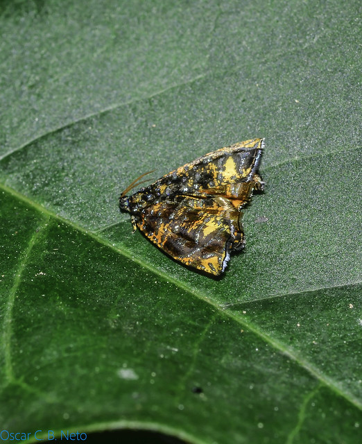 Mictopsichia hubneriana - Mictopsichia Moth (Stoll, 1787)