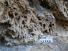 Tobas calcareas precipitadas sobre macrófitas - Peralejos de las Truchas (Guadalajara, España) - 03