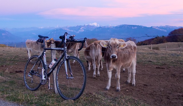 Cows and Mont Blanc at sunset, but other direction