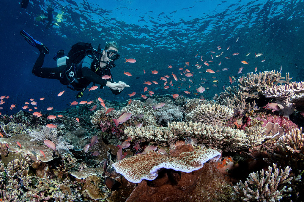 Diver on Batu Bolong | Nico from DDK on Batu Bolong Dragon D… | Flickr