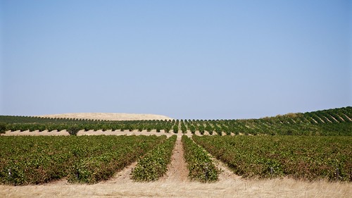 vinyard sacramentocounty californiastatehighway104 california roadtrip landscape