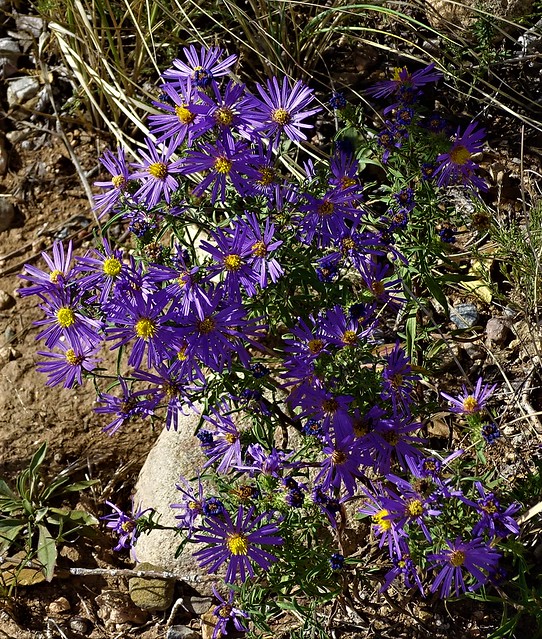 100218-02, Hoary Aster