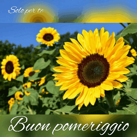 buon #pomeriggio #flowers #gif #link #page #facebook #Sol… | Flickr