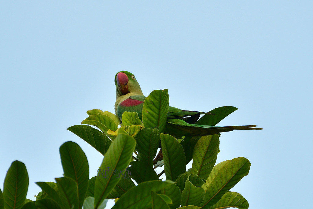 亞歷山大鸚鵡, Alexandrine Parakeet, Psittacula eupatria,