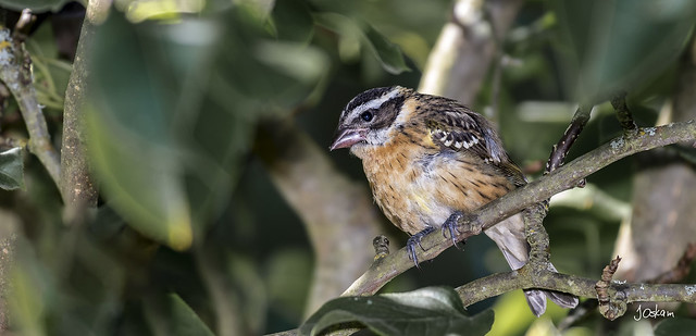 Black Headed Grosbeak