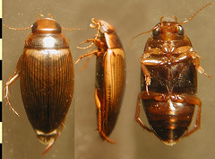 Copelatus cf. alternatus Sharp, 1882:576, light specimens, habitus, dorsal, lateral and ventral.