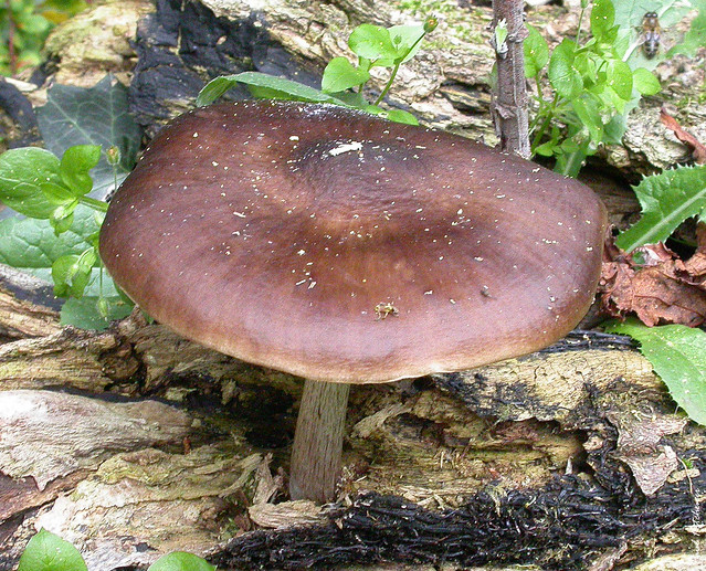 Pluteus cervinus (Deer Shield Fungus )