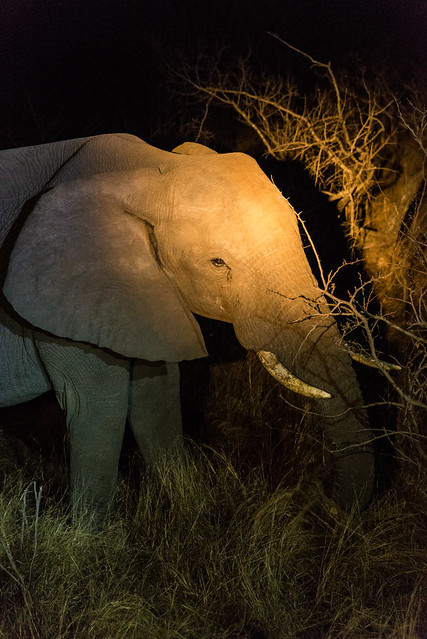Elephant on the Night Game Drive