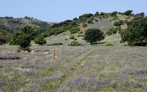 Sendero ruta de los molinos by MAMM Miguel Angel, Los postes señalan el recorrido de una ruta de senderismo en El Hoyo de Pinares, Avila.sendero hoyo 