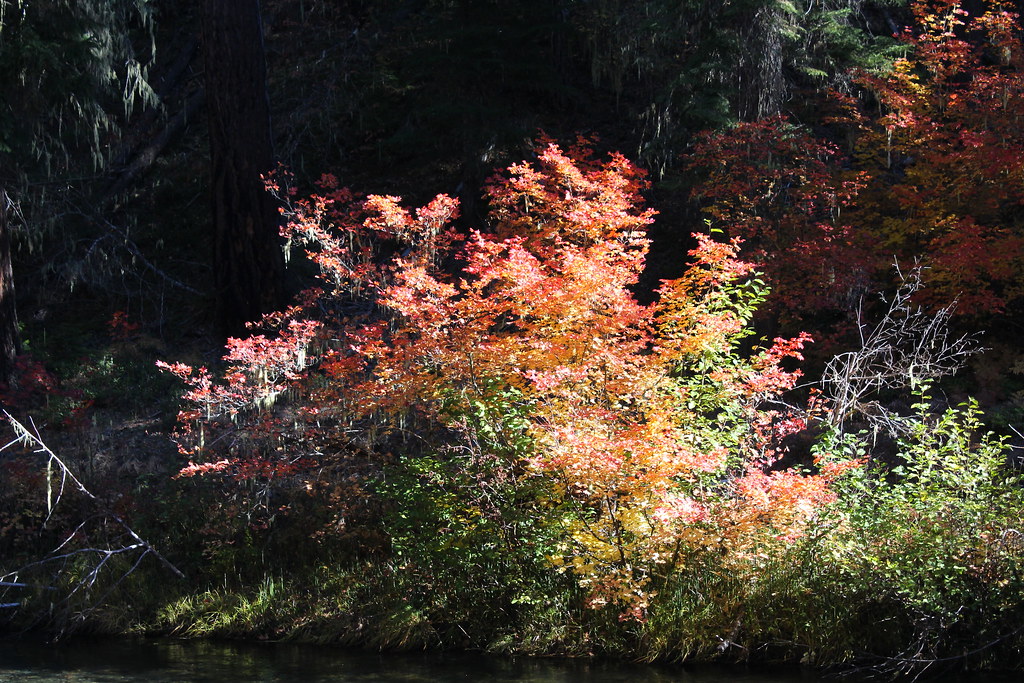 Arboreal flame across the river