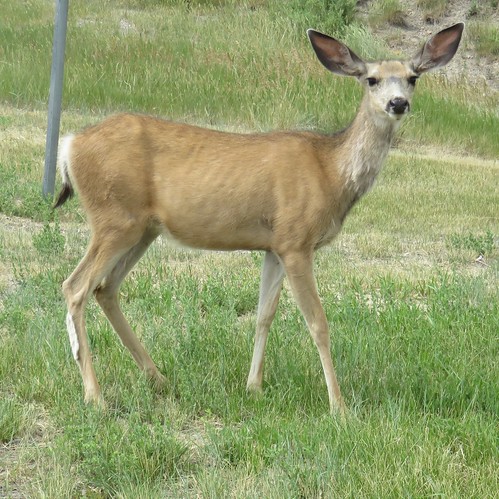 wyoming wy animals deer carboncounty hanna northamerica unitedstates us