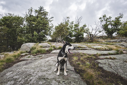 select 1000islands newyork ny hiking dog rocks trail